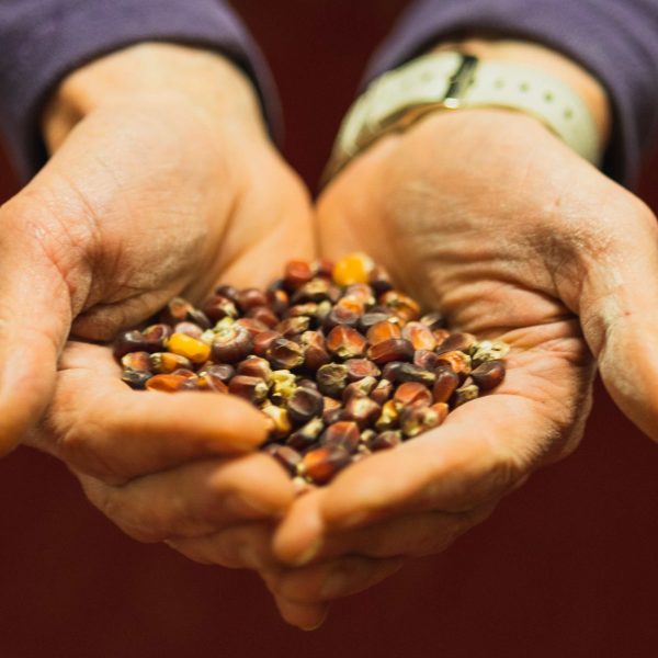 I Biscotti Chappoz derivano da farine biologiche realizzate con i cereali coltivati dalla famiglia nei paraggi della cascina.