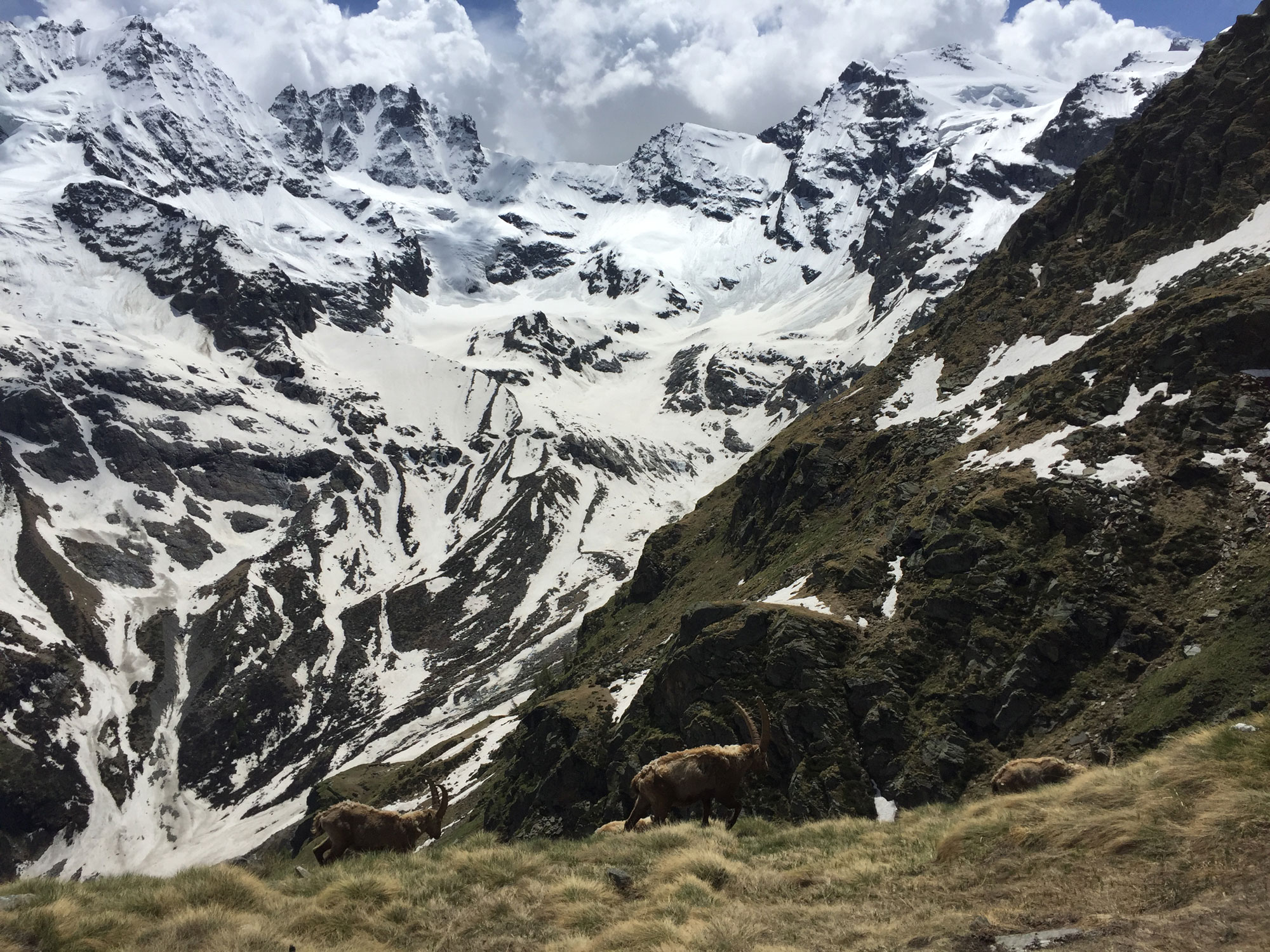 branco e gran paradiso – foto di pietro bregni branco e gran paradiso - valle d'Aosta