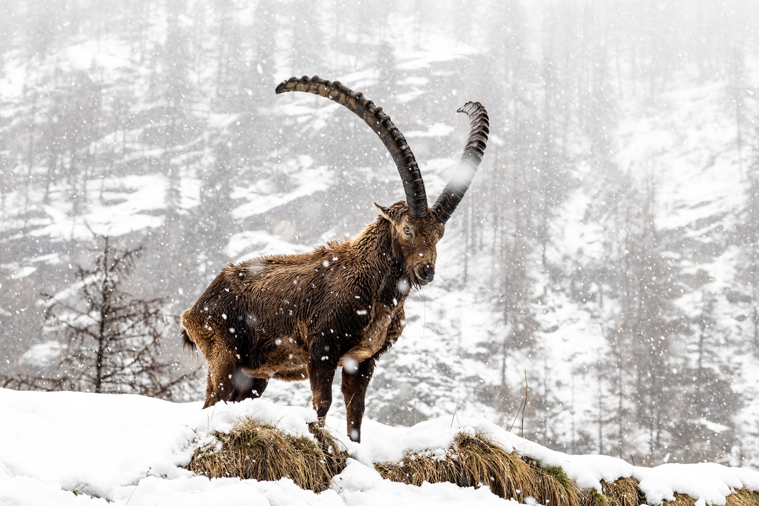 Stambecco Parco Nazionale del Gran Paradiso Stambecco Parco Nazionale del Gran Paradiso